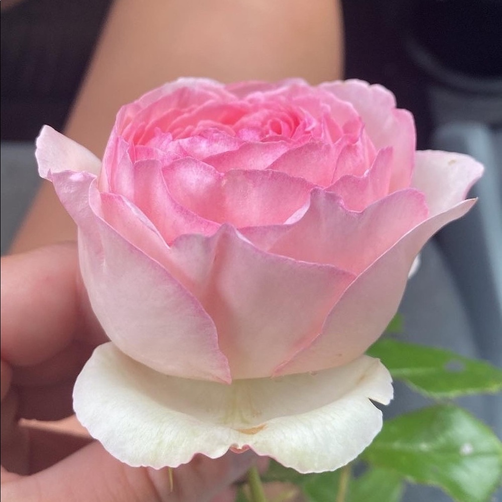 Meet your Posher, Tess